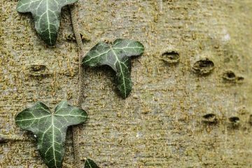 Quel type de bois est l'aulne ?