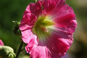 Quelle est la durée de la floraison des roses trémières ?