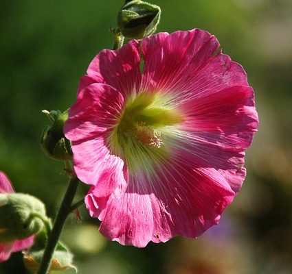 Quelle est la durée de la floraison des roses trémières ?