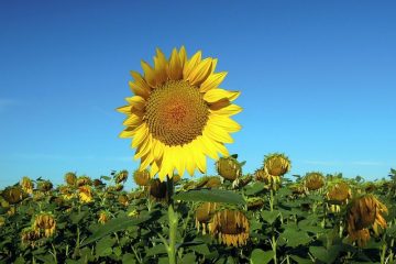 Quelle est la durée de vie d'un tournesol coupé ?