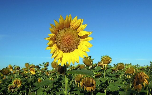 Quelle est la durée de vie d'un tournesol coupé ?