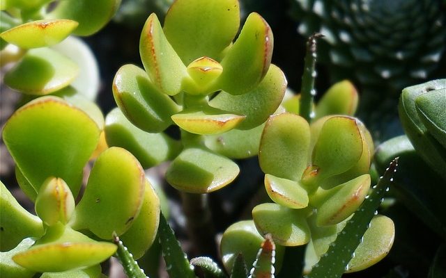 Quelle est la taille d'une plante de jade ?