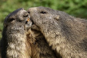 Quelles odeurs les marmottes détestent-elles ?