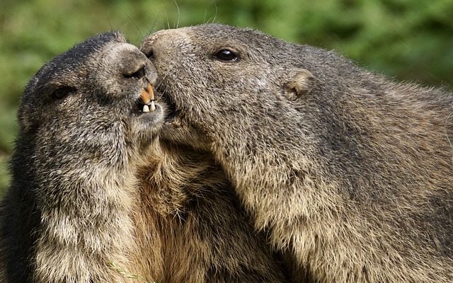 Quelles odeurs les marmottes détestent-elles ?