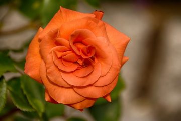 Quelles roses sont sans épines et parfumées ?