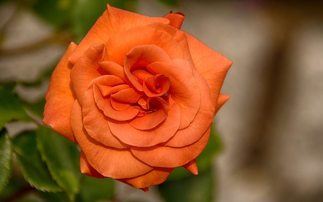Quelles roses sont sans épines et parfumées ?