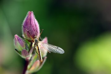 Quels ravageurs de jardin mangent la laitue ?