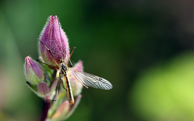 Quels ravageurs de jardin mangent la laitue ?