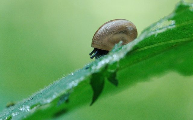 Remèdes pour éliminer le mucus