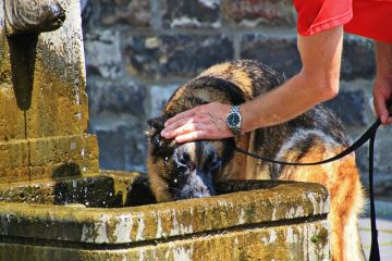 Soif excessive chez les chiens