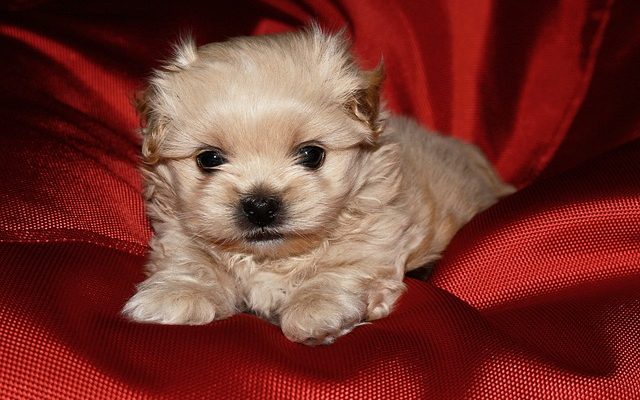 Symptômes des tumeurs cérébrales chez le chien