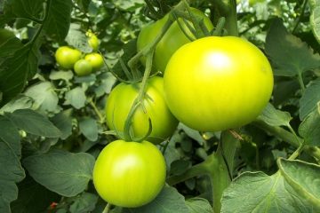 Types de cultures cultivées en hydroponique