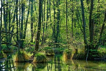 Types d'insectes qui vivent dans le bois.