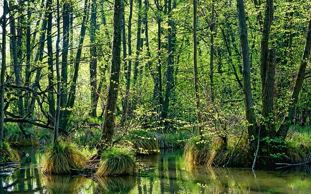 Types d'insectes qui vivent dans le bois.