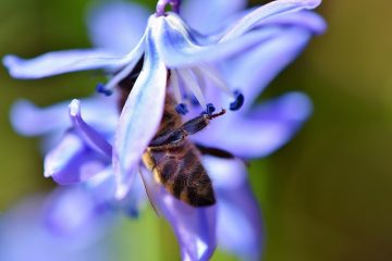 Un remède maison simple pour se débarrasser des abeilles.