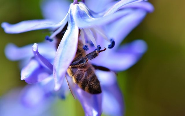 Un remède maison simple pour se débarrasser des abeilles.