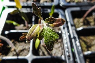 Wasabi Starter Plants