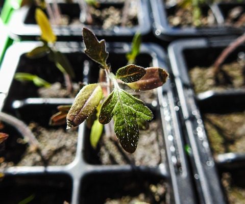 Wasabi Starter Plants