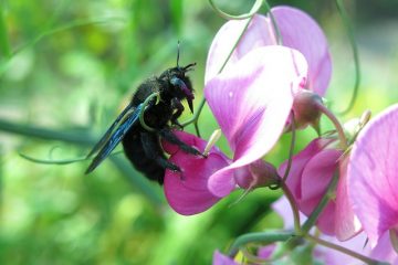 À propos de Carpenter Bees