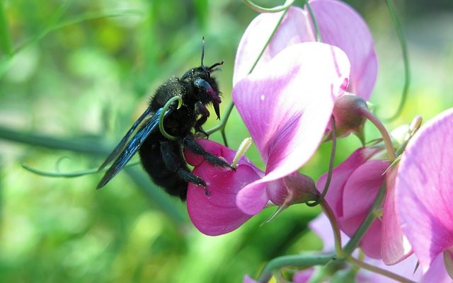 À propos de Carpenter Bees