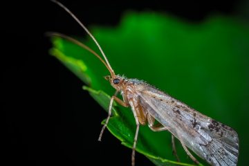 À quoi ressemble la teigne ?