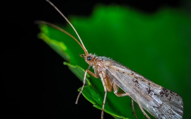 À quoi ressemble la teigne ?