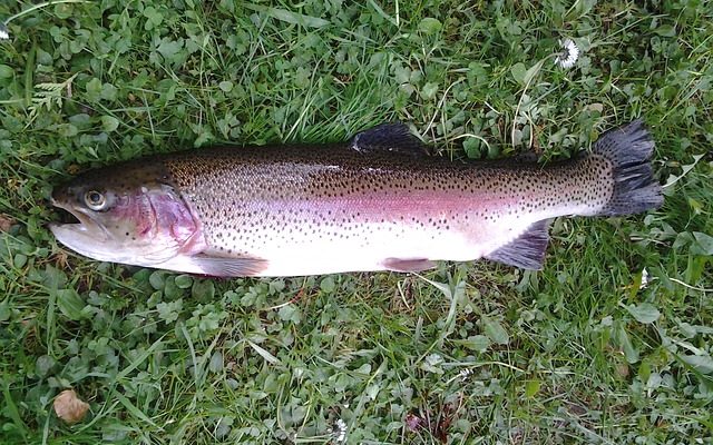 Avantages et désavantages de la pisciculture