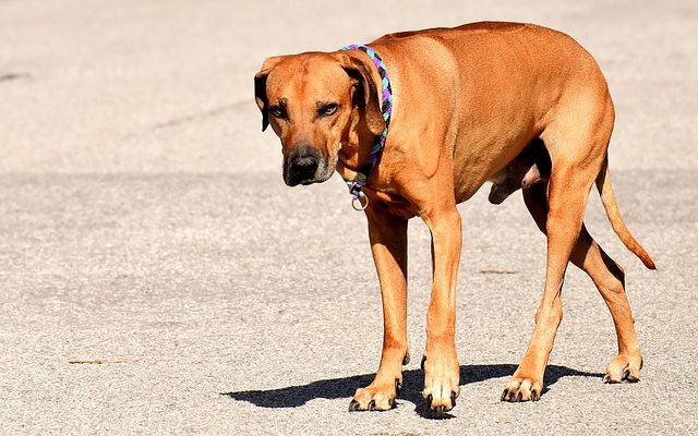 Avantages et inconvénients du Rhodesian Ridgeback