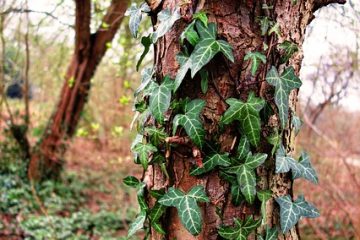 Boston Ivy Growth