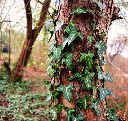 Boston Ivy Growth