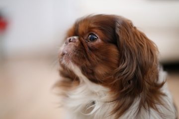 Comment aider un chien à soulager les démangeaisons après une intervention chirurgicale