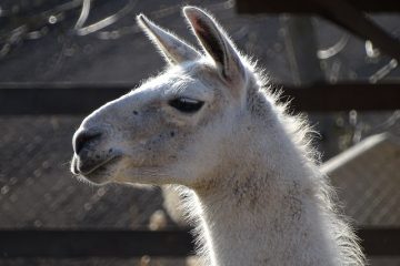 Comment aiguiser les lames de la tondeuse à cylindre