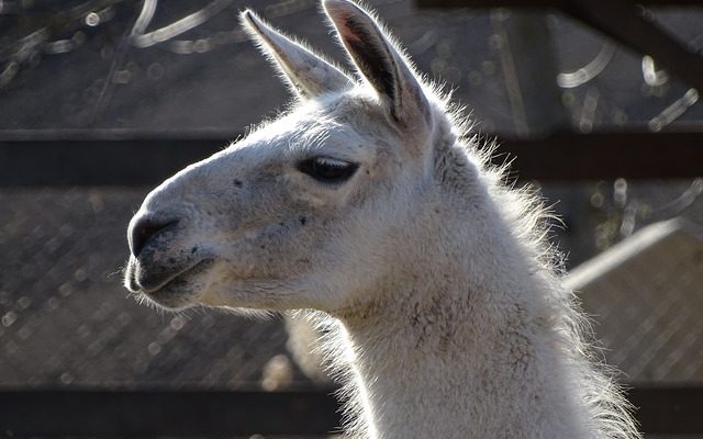 Comment aiguiser les lames de la tondeuse à cylindre