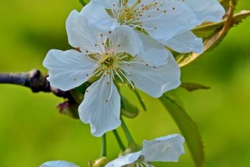 Comment concevoir un jardin de style méditerranéen