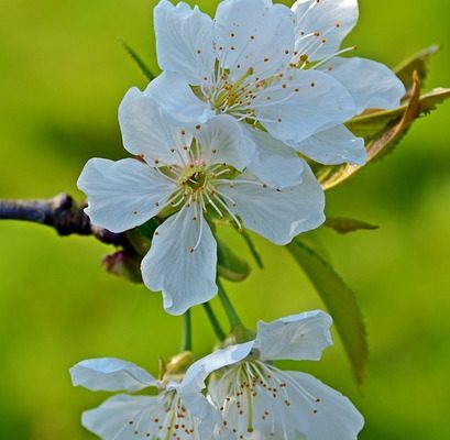 Comment concevoir un jardin de style méditerranéen