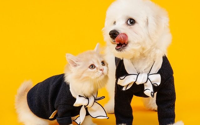 Comment dresser une frise de bichon en bichon en pot