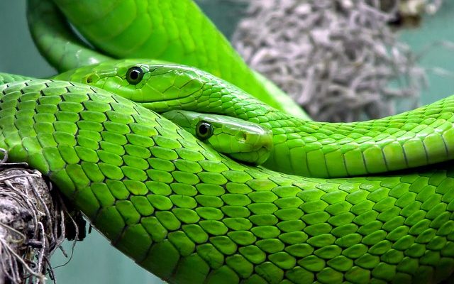 Comment effrayer les oiseaux avec de faux serpents