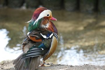 Comment élever des canards sauvages