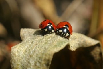 Comment enlever la colle de la teinte de fenêtre