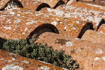 Comment enlever le lichen des bardeaux de toiture