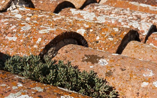 Comment enlever le lichen des bardeaux de toiture