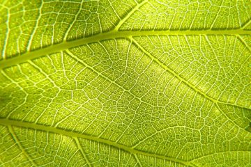 Comment enlever les veines d'un nez naturellement