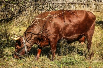 Comment fabriquer une vache à papier mâché géante