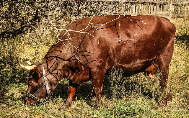 Comment fabriquer une vache à papier mâché géante