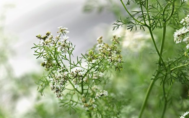 Comment faire de la cire d'abeille en cuir