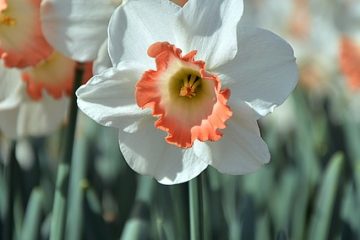 Comment faire des jonquilles en carton d'oeufs pour la Fête des Mères