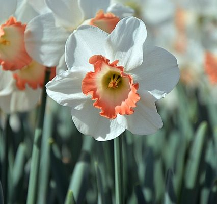 Comment faire des jonquilles en carton d'oeufs pour la Fête des Mères