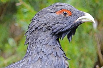 Comment faire la différence entre les dindons et les dindes mâles et femelles.