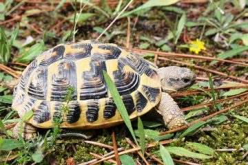 Comment faire sortir une tortue de sa carapace