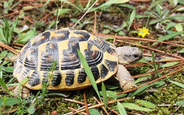 Comment faire sortir une tortue de sa carapace